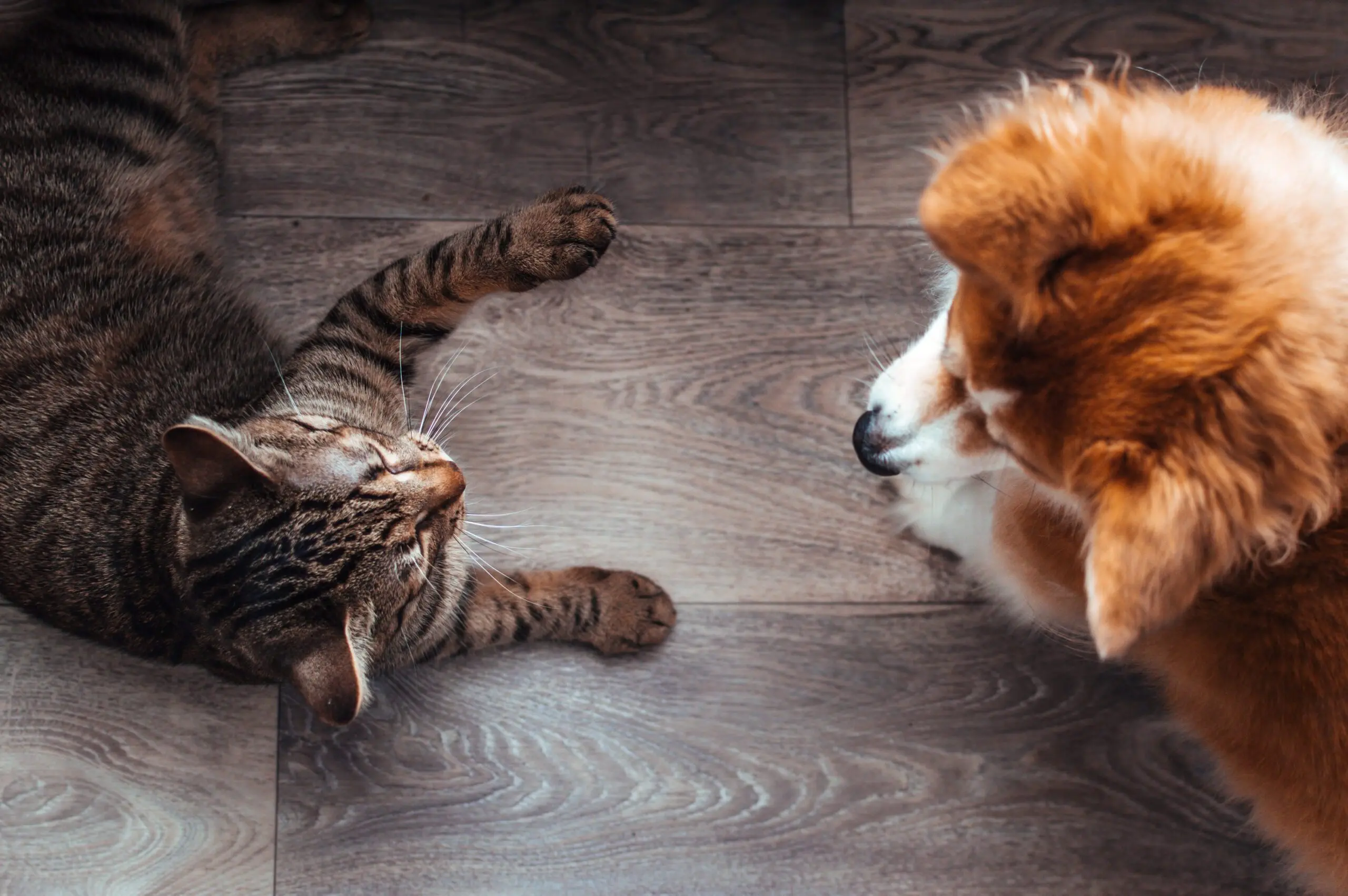 Pet Transport NZ International Pet Movers NZ Van Lines